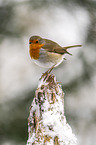 European robin