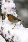 European robin