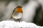 European robin