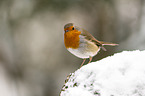 European robin