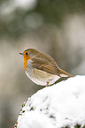 European robin