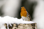 European robin