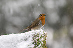 European robin