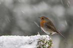 European robin