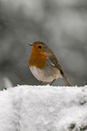 European robin