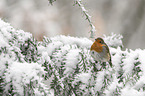 European robin