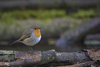 European robin