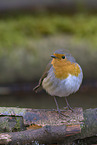 European robin