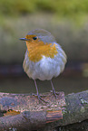 European robin