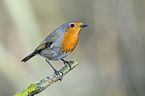 European robin