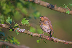 European robin