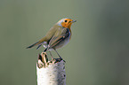 European robin