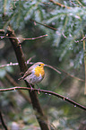 European robin