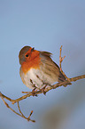 European robin