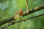 European robin