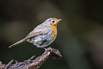 European robin