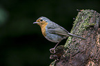 European robin