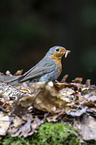 European robin