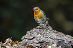 European robin