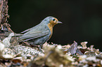 European robin