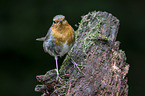 European robin