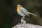 European robin