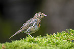 European robin