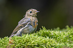 European robin
