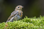 European robin