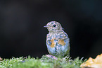 European robin