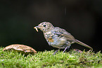 European robin