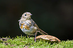 European robin