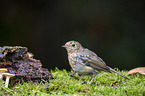 European robin