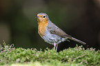 European robin