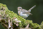 European robin