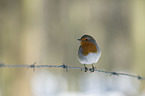 European robin