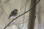 European robin