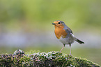 European robin