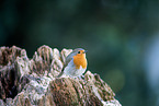 European robin