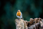 European robin