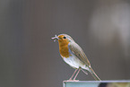 European robin