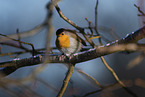 European robin