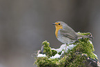 European robin