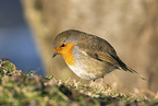 European robin