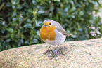 European robin