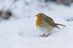 European robin