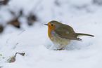 European robin