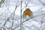 European robin