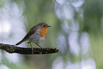 European robin