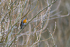 European robin